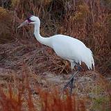 Whooping Crane_41004